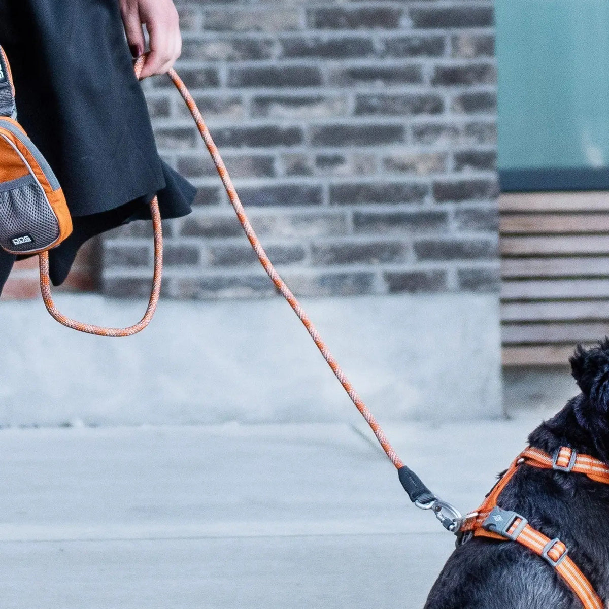dog-rope-orange-hund.jpg