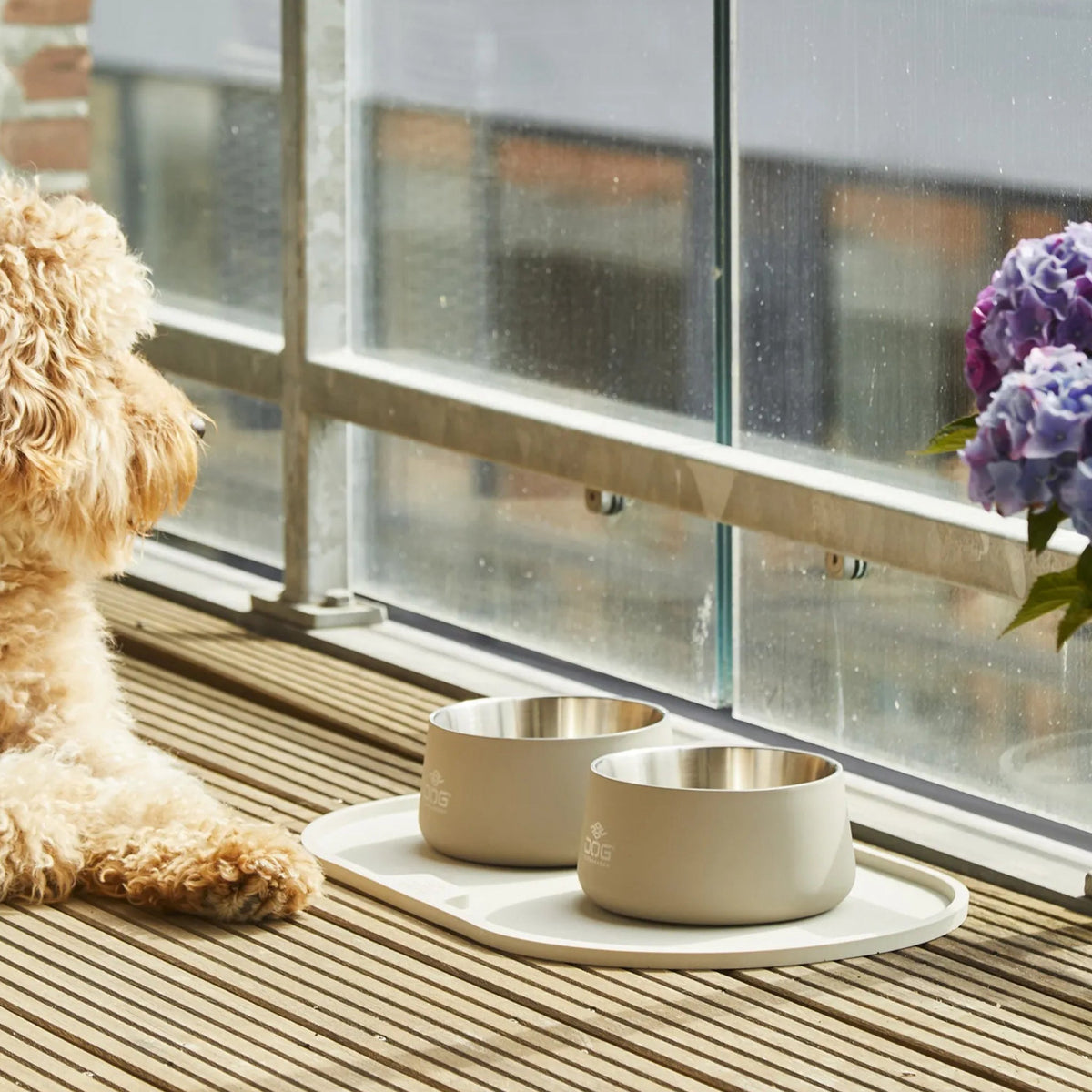 dog-vega-caffe-latte-inspo.jpg