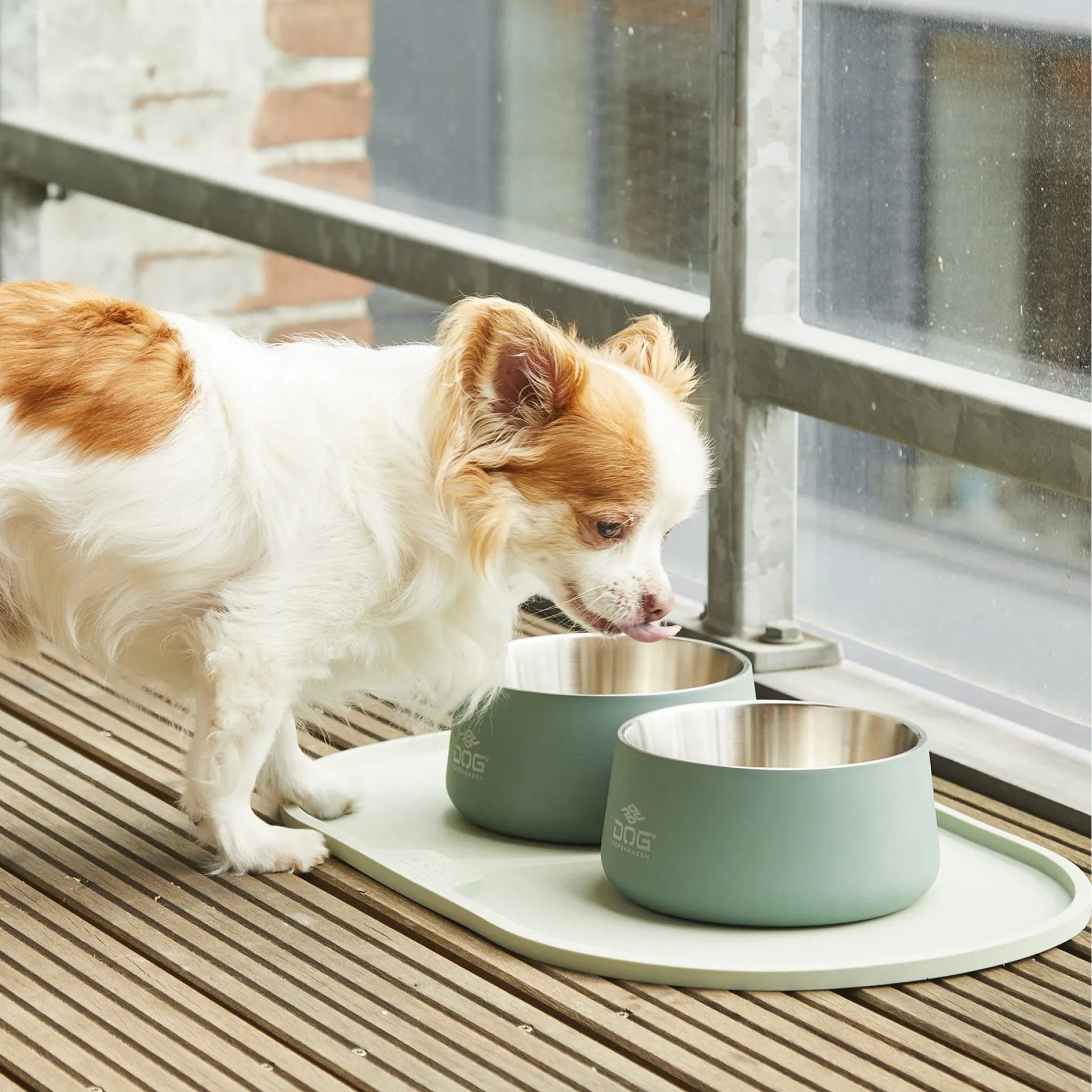 dog-vega-mint-inspo.jpg
