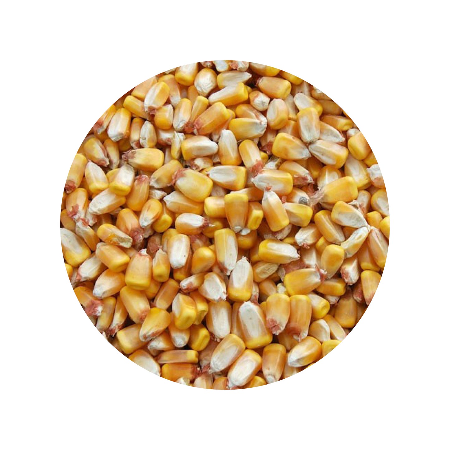 Hel Majs - Fodermajs - 20 kg