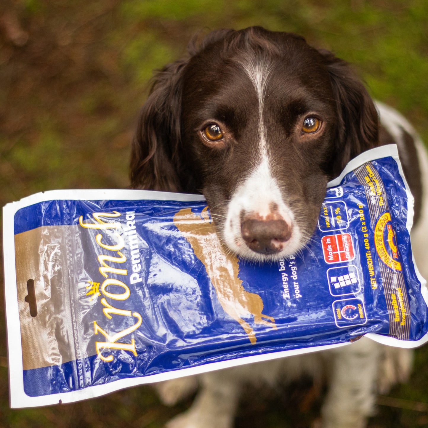 kronch-pemmikan-hund.jpg