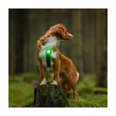 orbiloc-groen-hund.jpg