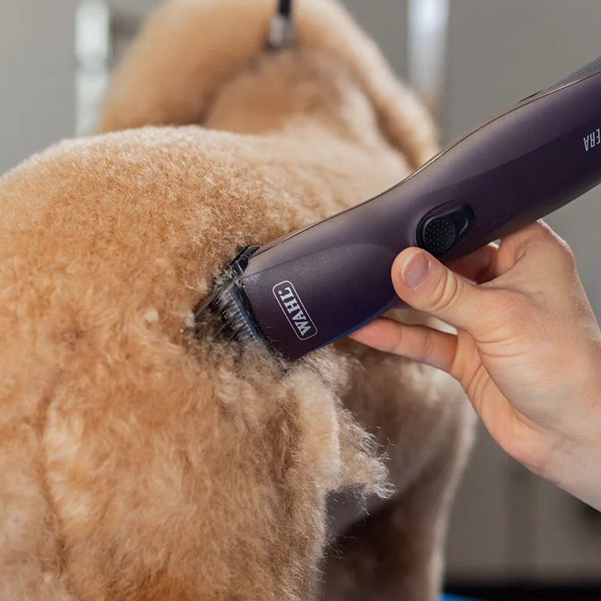 wahl-supera-6.jpg