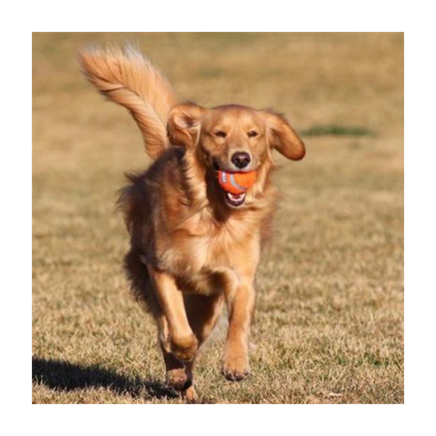 Chuckit tennisboldt til store hunde