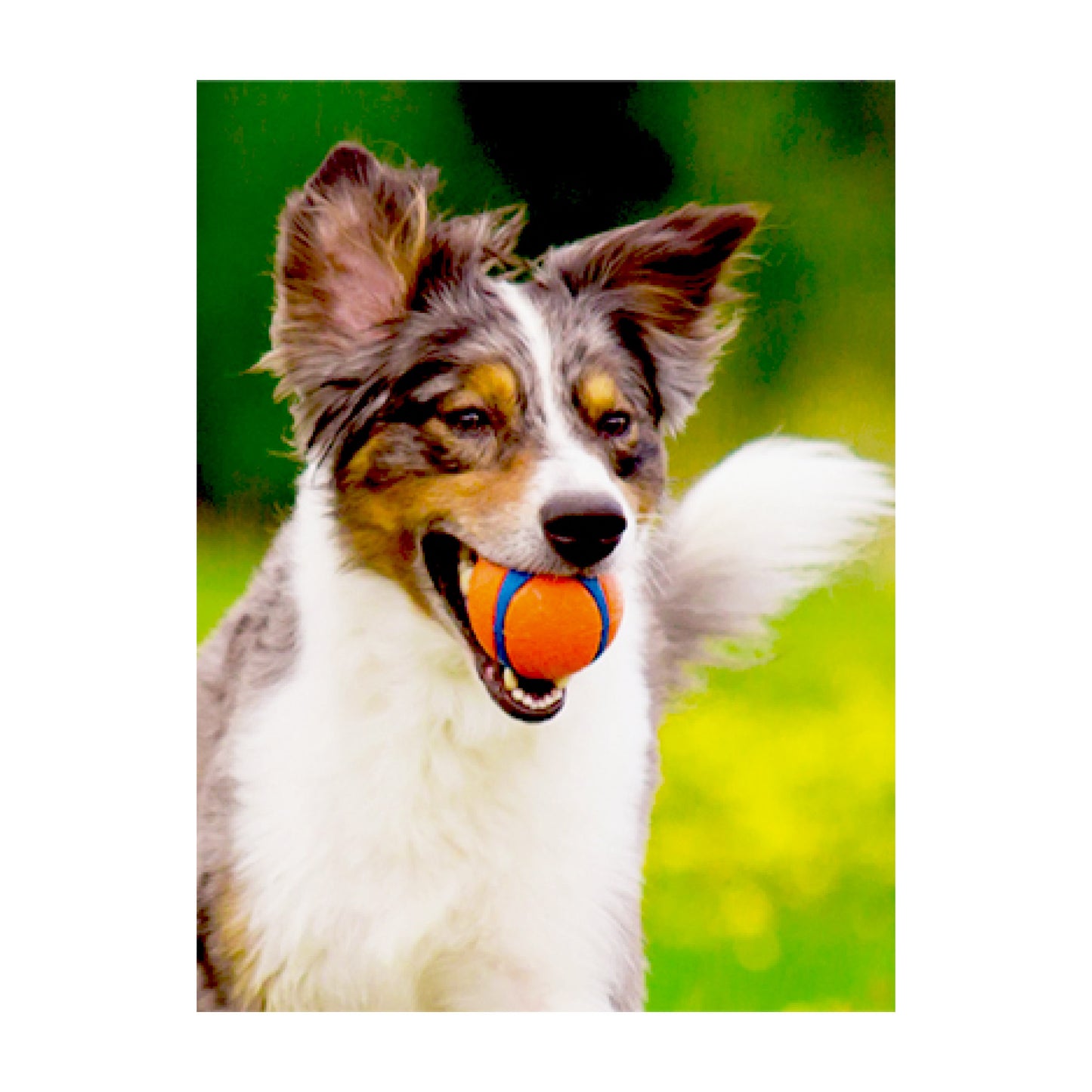 Chuckit Ultra Ball - Large