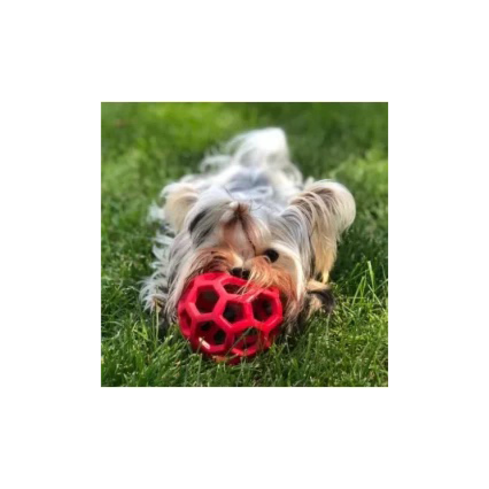 HOL-EE Roller bold til små hunde