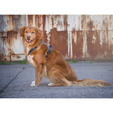 Comfort walk pro hunde sele på hund fra Dog Copenhagen blå
