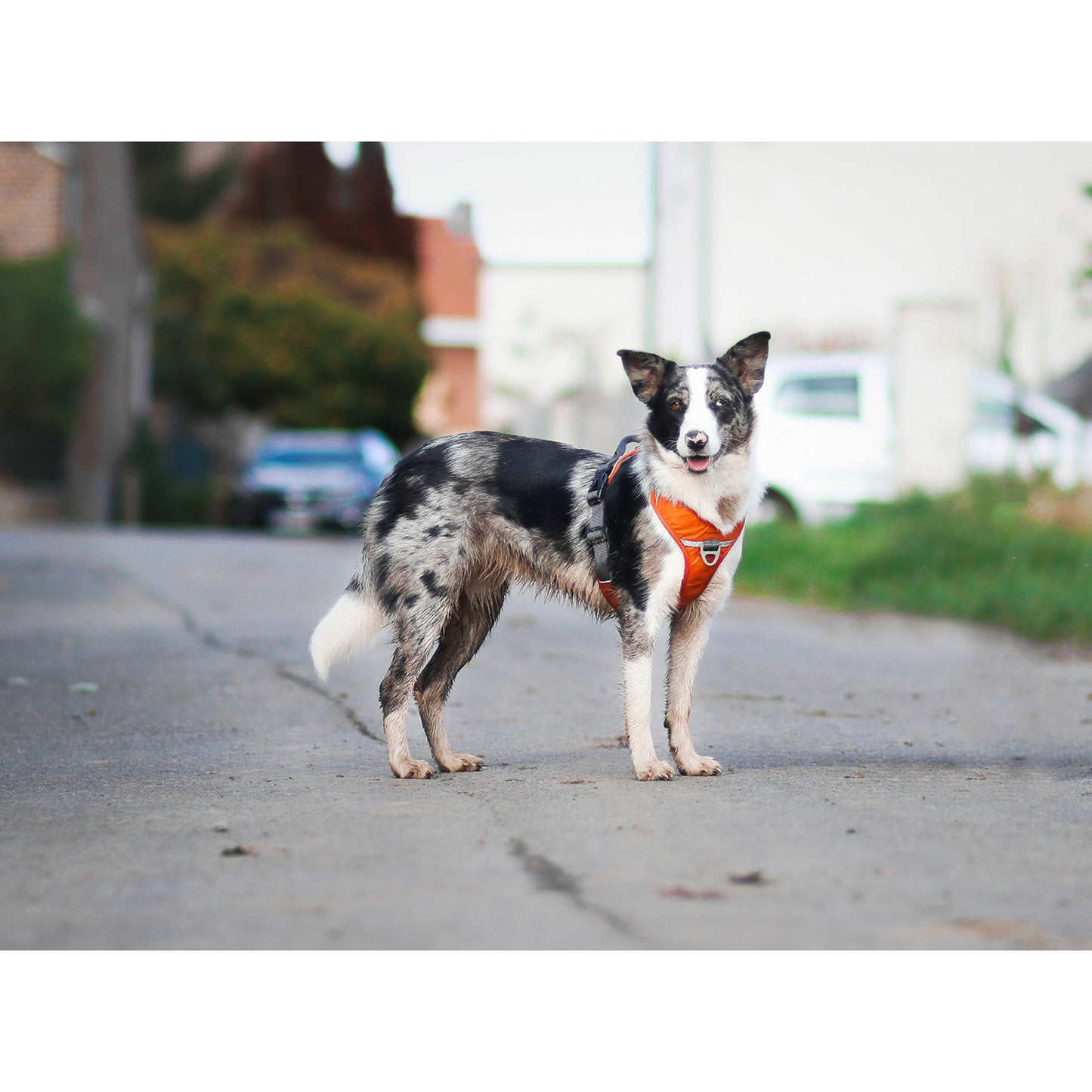 Comfort Walk Pro hundesele fra Dog Copenhagen på hund i orange