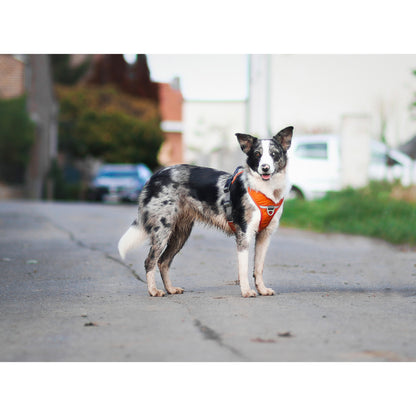 Comfort Walk Pro hundesele fra Dog Copenhagen på hund i orange