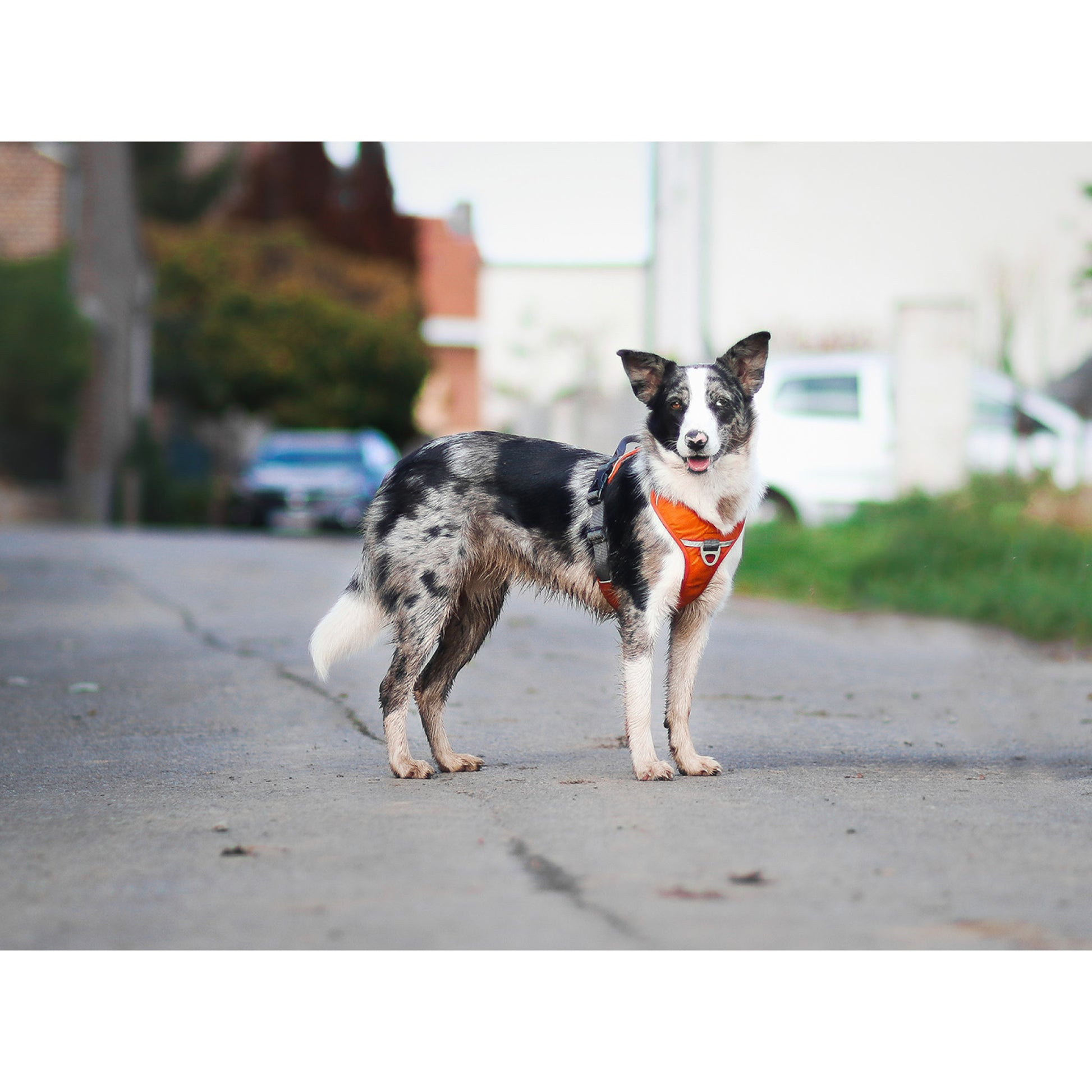 Comfort Walk Pro hundesele fra Dog Copenhagen på hund