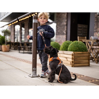 Comfort Walk Pro hundesele fra Dog Copenhagen på hund small orange