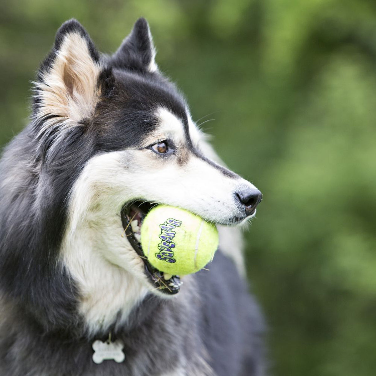 KONG SquakAir Ball - Large - 2 stk