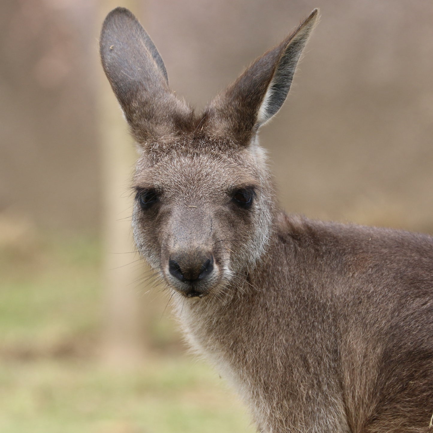 Kangaroo & Wallaby foder 20kg fra Brogaarden