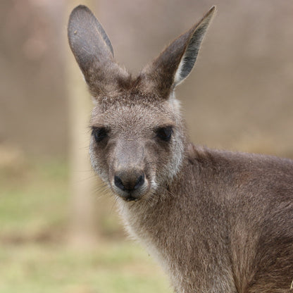 Kangaroo & Wallaby foder 20kg fra Brogaarden