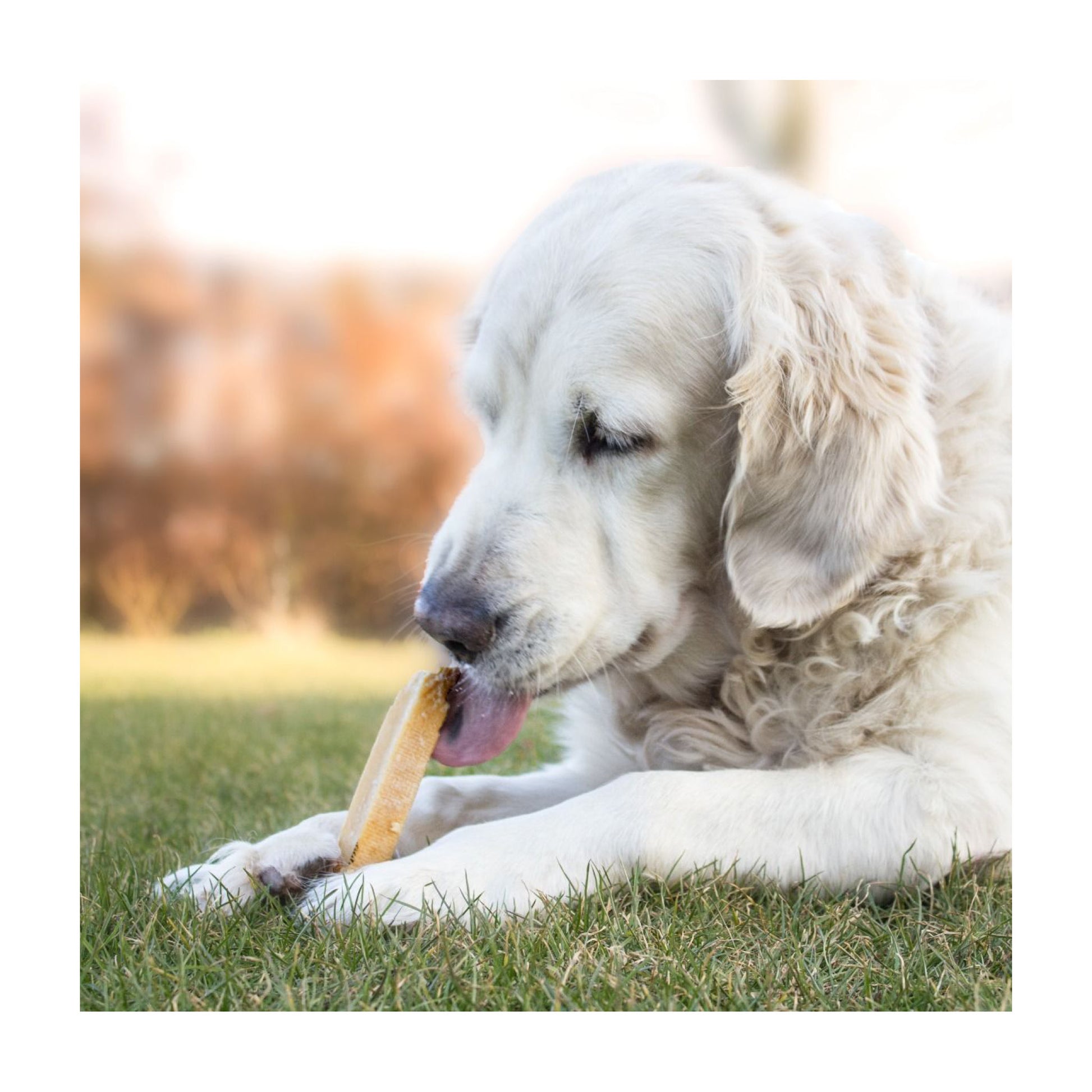 Yaki tyggesnack Gigant til store hunde